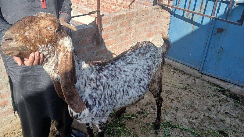 makai cheena pregnant goats available for sale 8