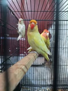 Lovebirds | Decino | Albino Black Eyes | Common Lutino