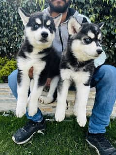 sabarian Husky puppy available