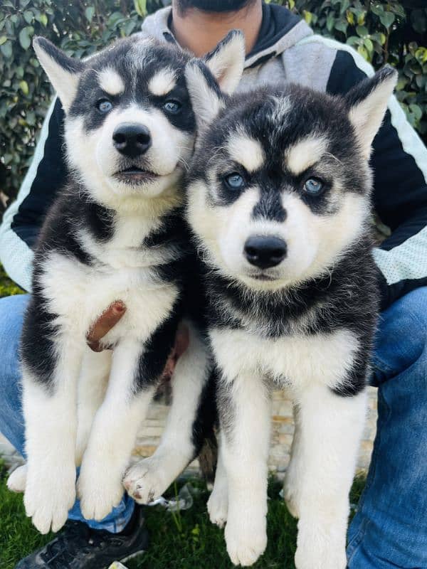 sabarian Husky puppy available 1