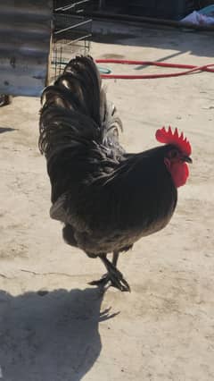 Australorp heritage blue chick