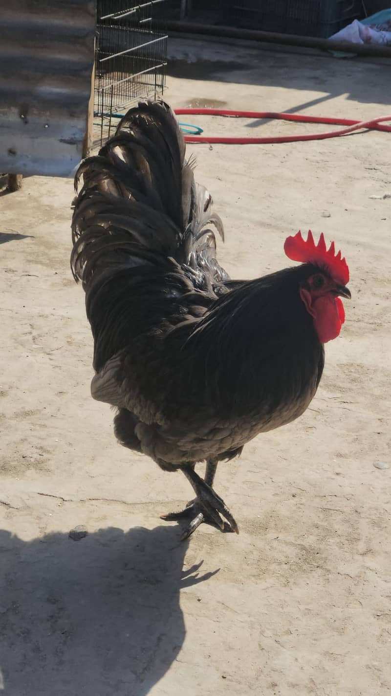 Australorp heritage blue chick 0