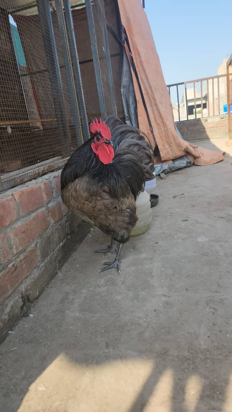 Australorp heritage blue chick 1