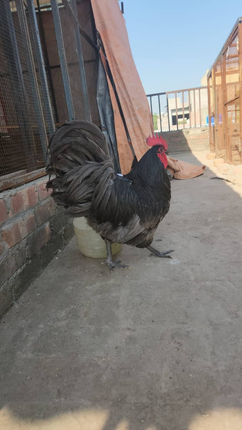 Australorp heritage blue chick 2