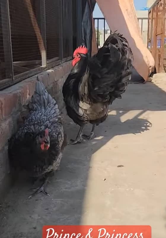 Australorp heritage blue chick 3