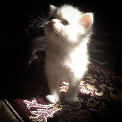 Full White And so cute 2 month only Kitty Age