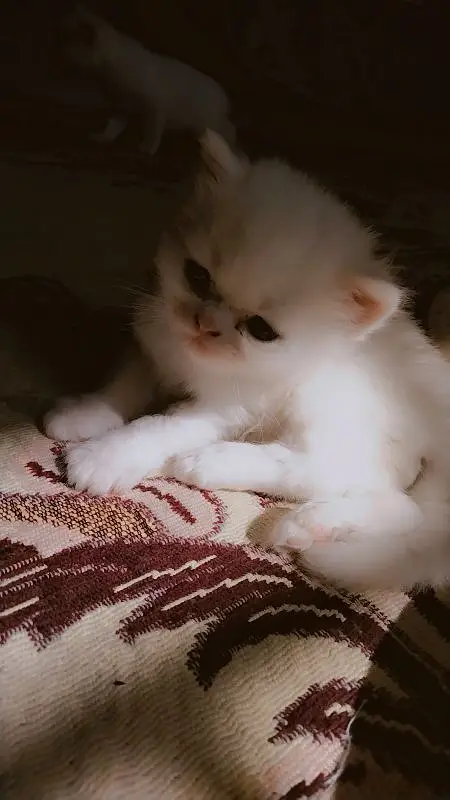 Full White And so cute 2 month only Kitty Age — photo 2