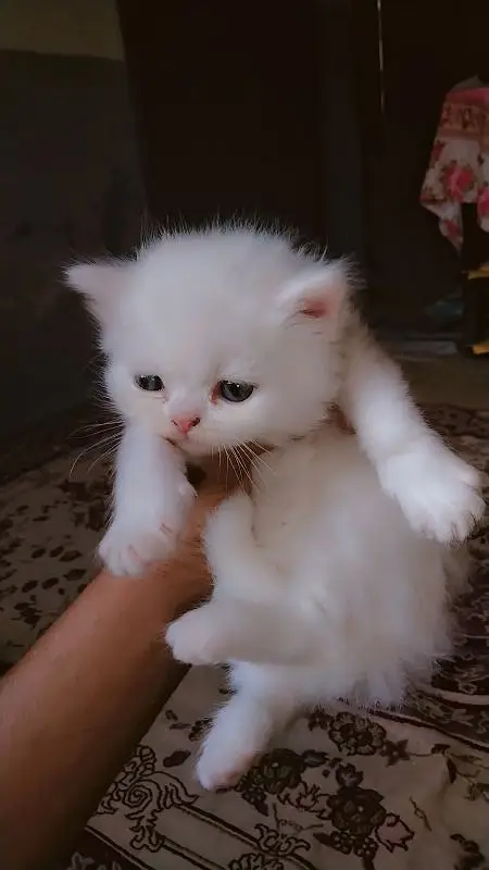 Full White And so cute 2 month only Kitty Age — photo 3