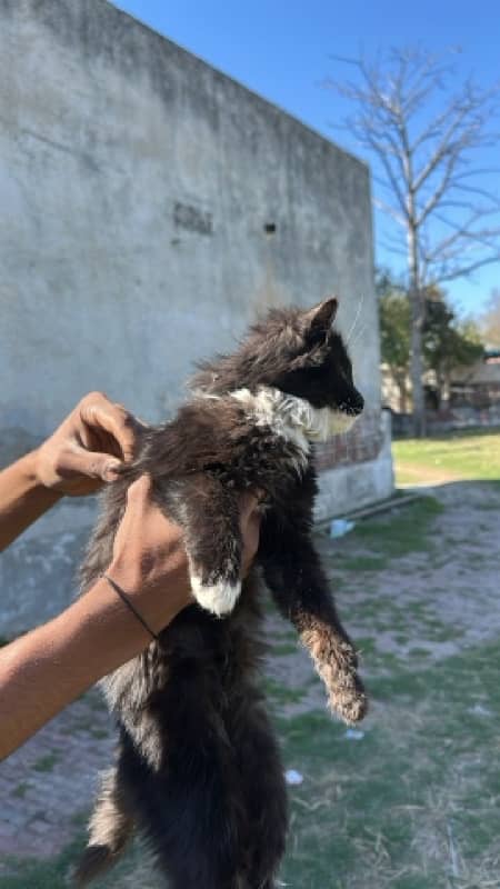 Persian cat black and brown 1