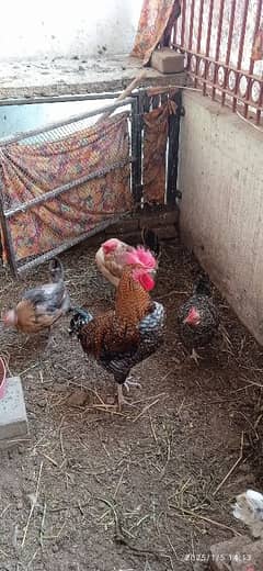 Desi Hens