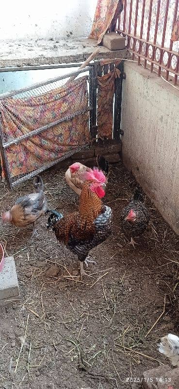 Desi Hens 0