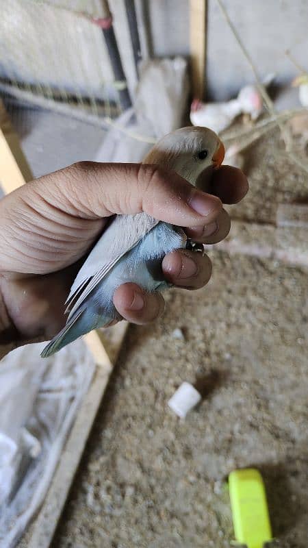 love bird with egg and baby 1