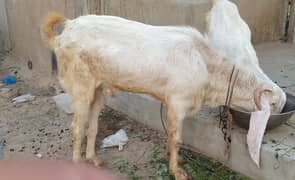 Mashallah Gulabi bakra for sale age Pakka 4 dant ghr ka pallwa wa hai