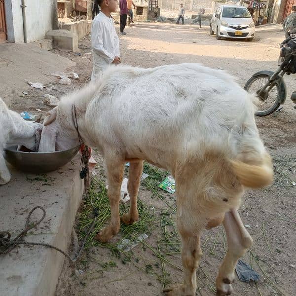 Mashallah Gulabi bakra for sale age Pakka 4 dant ghr ka pallwa wa hai 2