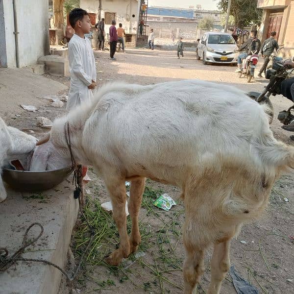 Mashallah Gulabi bakra for sale age Pakka 4 dant ghr ka pallwa wa hai 3