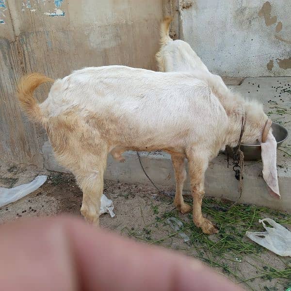 Mashallah Gulabi bakra for sale age Pakka 4 dant ghr ka pallwa wa hai 5