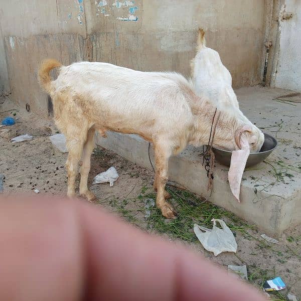 Mashallah Gulabi bakra for sale age Pakka 4 dant ghr ka pallwa wa hai 6