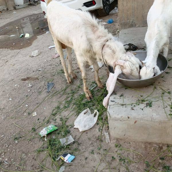 Mashallah Gulabi bakra for sale age Pakka 4 dant ghr ka pallwa wa hai 7