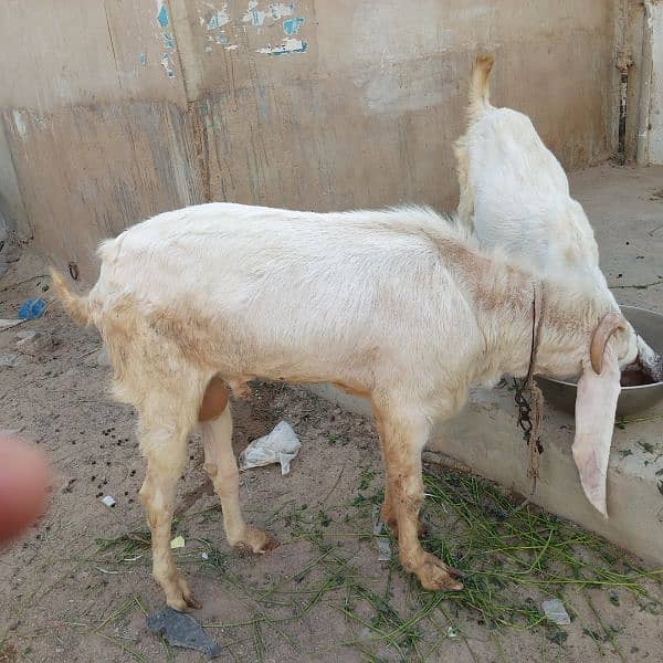 Mashallah Gulabi bakra for sale age Pakka 4 dant ghr ka pallwa wa hai 8