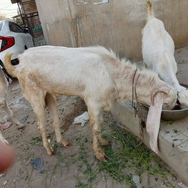 Mashallah Gulabi bakra for sale age Pakka 4 dant ghr ka pallwa wa hai 9