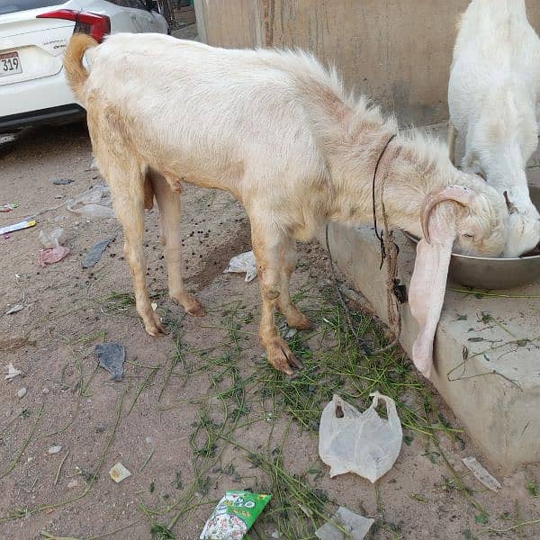 Mashallah Gulabi bakra for sale age Pakka 4 dant ghr ka pallwa wa hai 10