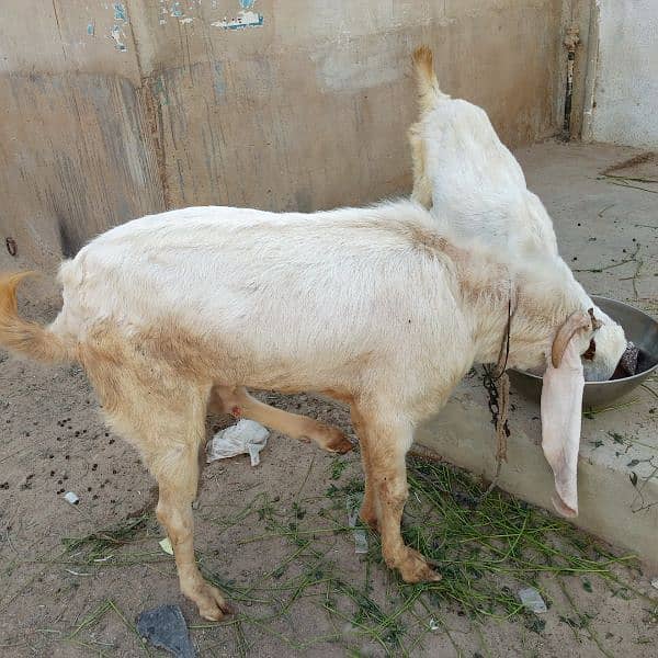 Mashallah Gulabi bakra for sale age Pakka 4 dant ghr ka pallwa wa hai 11