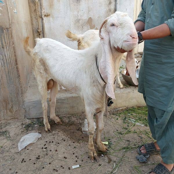 Mashallah Gulabi bakra for sale age Pakka 4 dant ghr ka pallwa wa hai 12