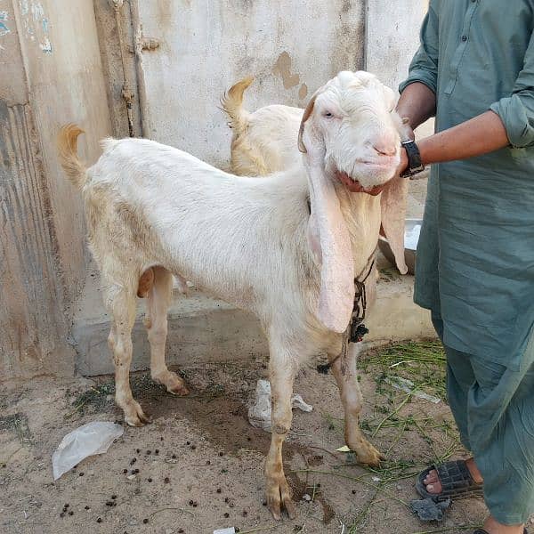 Mashallah Gulabi bakra for sale age Pakka 4 dant ghr ka pallwa wa hai 13