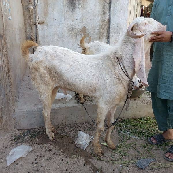 Mashallah Gulabi bakra for sale age Pakka 4 dant ghr ka pallwa wa hai 14