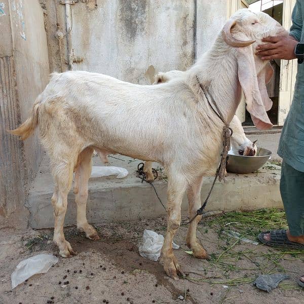 Mashallah Gulabi bakra for sale age Pakka 4 dant ghr ka pallwa wa hai 15