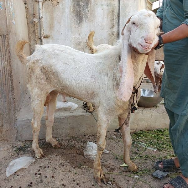 Mashallah Gulabi bakra for sale age Pakka 4 dant ghr ka pallwa wa hai 16