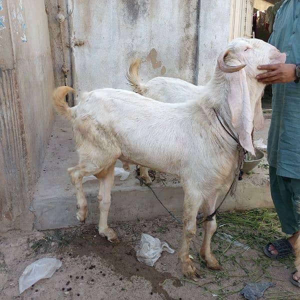 Mashallah Gulabi bakra for sale age Pakka 4 dant ghr ka pallwa wa hai 17