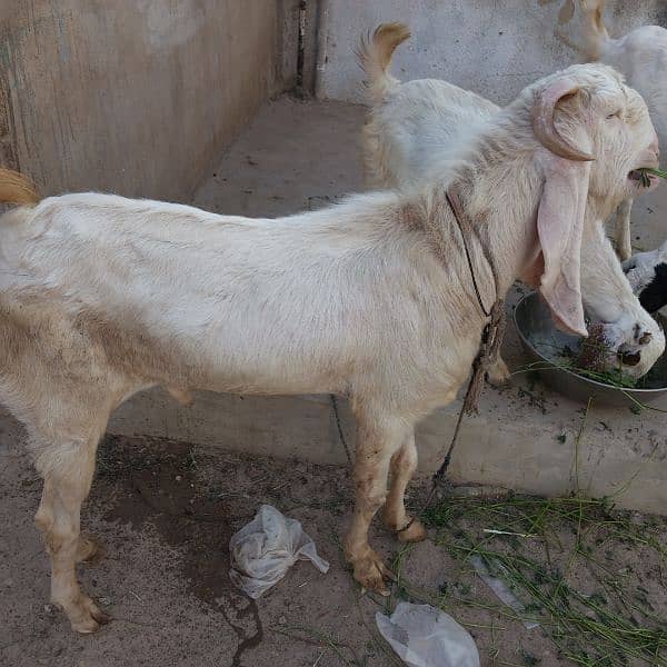 Mashallah Gulabi bakra for sale age Pakka 4 dant ghr ka pallwa wa hai 18