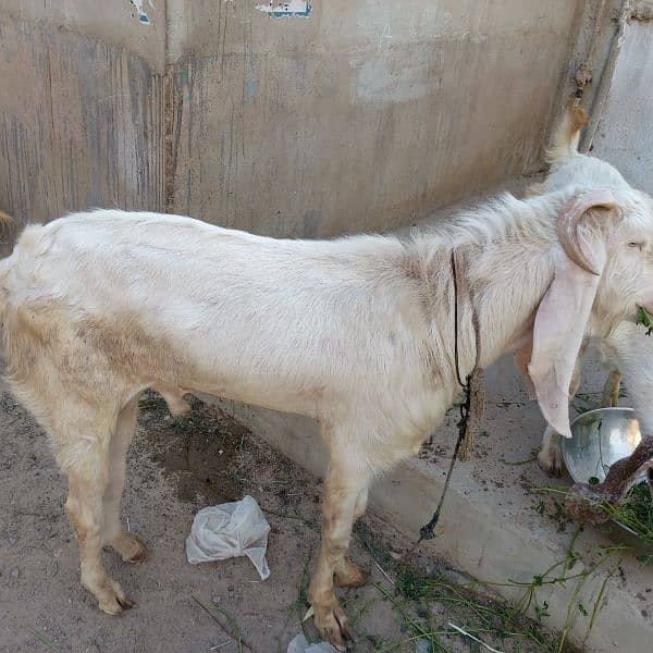 Mashallah Gulabi bakra for sale age Pakka 4 dant ghr ka pallwa wa hai 19