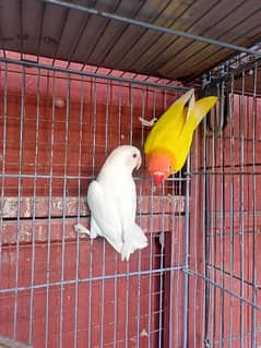 breeder pair available with chicks