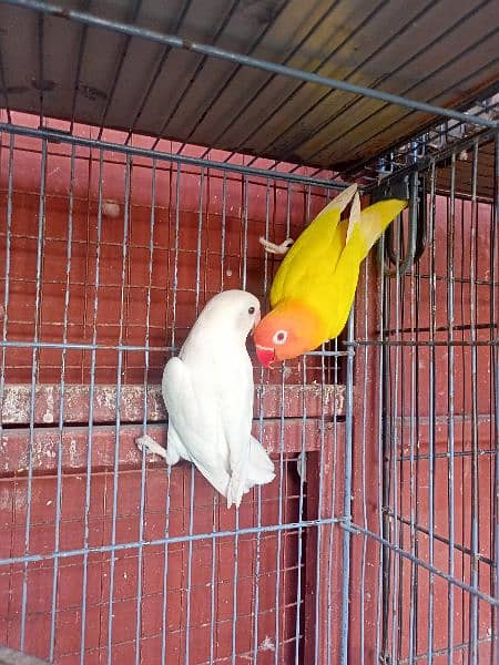 breeder pair available with chicks 1