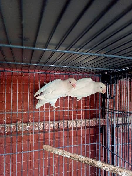 breeder pair available with chicks 3