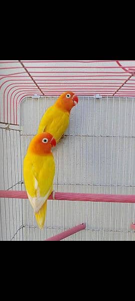 breeder pair available with chicks 5