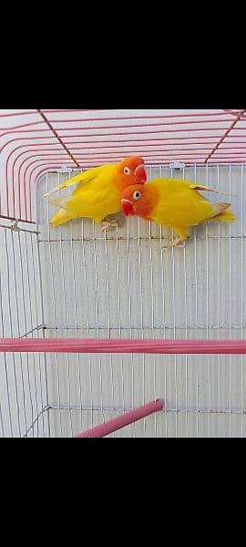 breeder pair available with chicks 6