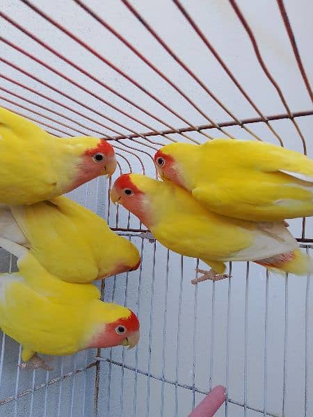 breeder pair available with chicks 11