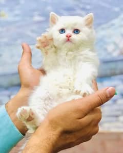 Adult Cats Punch face Kittens Persian Tripple Coated Avaiable.