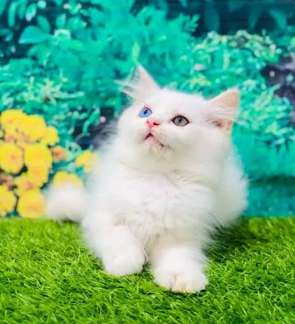 Adult Cats Punch face Kittens Persian Tripple Coated Avaiable. 1