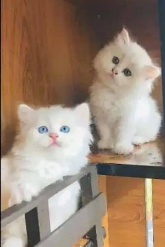 Adult Cats Punch face Kittens Persian Tripple Coated Avaiable. 2