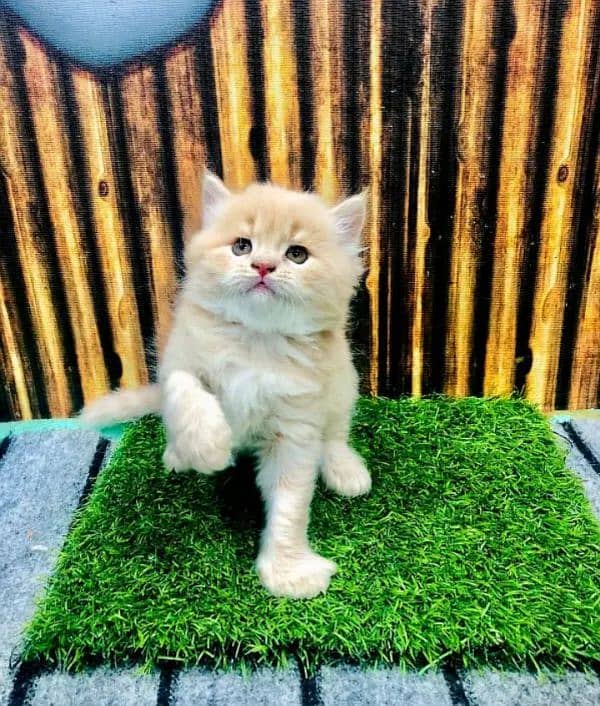 Adult Cats Punch face Kittens Persian Tripple Coated Avaiable. 3