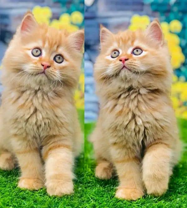 Adult Cats Punch face Kittens Persian Tripple Coated Avaiable. 4