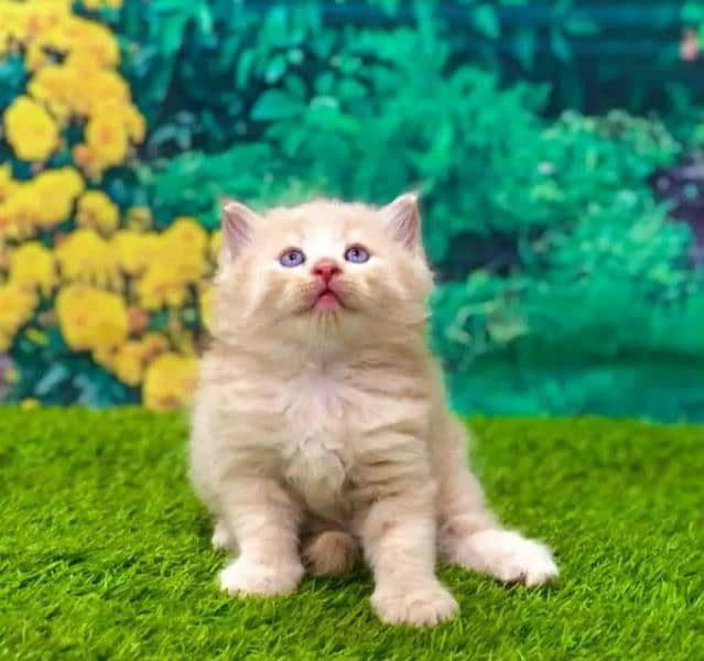 Adult Cats Punch face Kittens Persian Tripple Coated Avaiable. 5