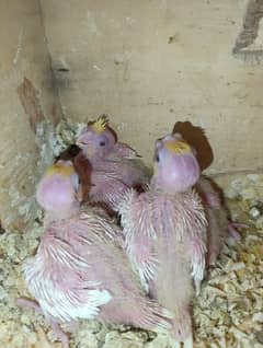 Cocktail chicks and adult for sale