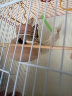 ZEBRA FINCHES 02 PAIR WITH CAGE