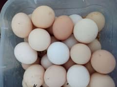 RIR and Misri Fertile eggs available