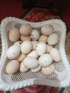 Aseel Eggs